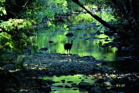 Daintree - Cape Tribulation & Atherton Tablelands Tours From Port Douglas - E Caravan Parks 1