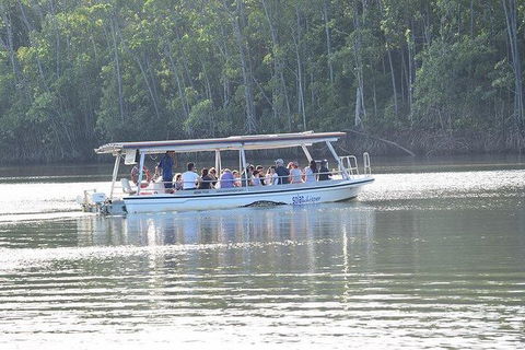 Daintree - Cape Tribulation & Atherton Tablelands Tours From Port Douglas - E Caravan Parks 16