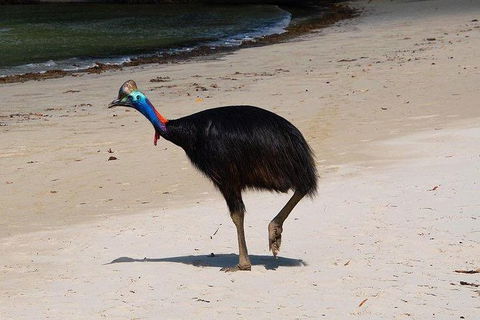 Daintree - Cape Tribulation & Atherton Tablelands Tours From Port Douglas - E Caravan Parks 17