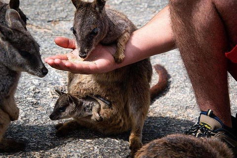 Daintree - Cape Tribulation & Atherton Tablelands Tours From Port Douglas - E Caravan Parks 4