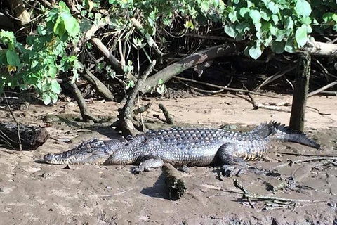 Daintree - Cape Tribulation & Atherton Tablelands Tours From Port Douglas - E Caravan Parks 24