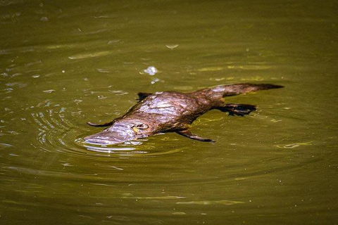 Daintree - Cape Tribulation & Atherton Tablelands Tours From Port Douglas - E Caravan Parks 27