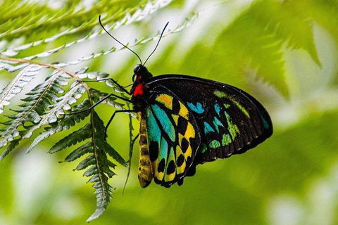 Daintree - Cape Tribulation & Atherton Tablelands Tours From Port Douglas - E Caravan Parks 19