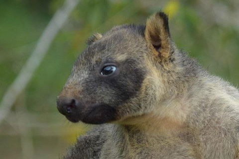 Daintree - Cape Tribulation & Atherton Tablelands Tours From Port Douglas - E Caravan Parks 8