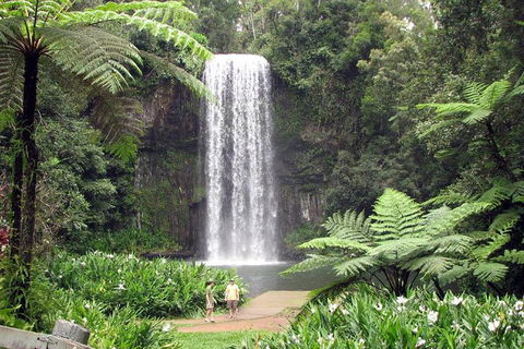 Daintree - Cape Tribulation & Atherton Tablelands Tours From Port Douglas - E Caravan Parks 12
