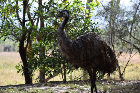 Daintree - Cape Tribulation & Atherton Tablelands Tours From Port Douglas - E Caravan Parks 29