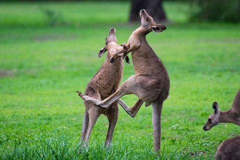 Daintree - Cape Tribulation & Atherton Tablelands Tours From Port Douglas - E Caravan Parks 14