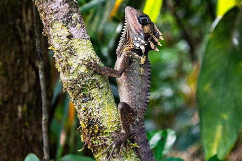 Daintree - Cape Tribulation & Atherton Tablelands Tours From Port Douglas - E Caravan Parks 7