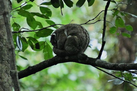 Daintree - Cape Tribulation & Atherton Tablelands Tours From Port Douglas - E Caravan Parks 11