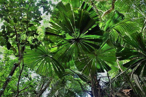 Daintree - Cape Tribulation & Atherton Tablelands Tours From Port Douglas - E Caravan Parks 22