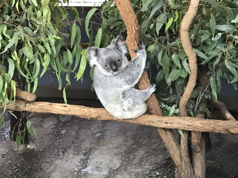 Lone Pine Koala Sanctuary Admission With Brisbane River Cruise - E Caravan Parks 21