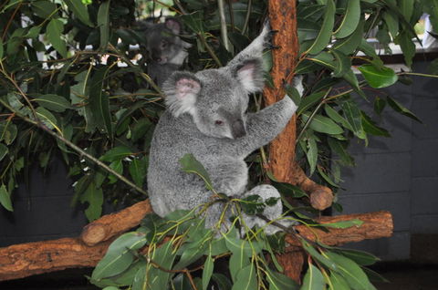 Lone Pine Koala Sanctuary Admission With Brisbane River Cruise - E Caravan Parks 6