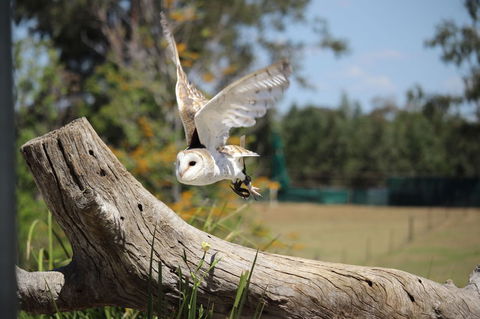 Lone Pine Koala Sanctuary Admission With Brisbane River Cruise - E Caravan Parks 25