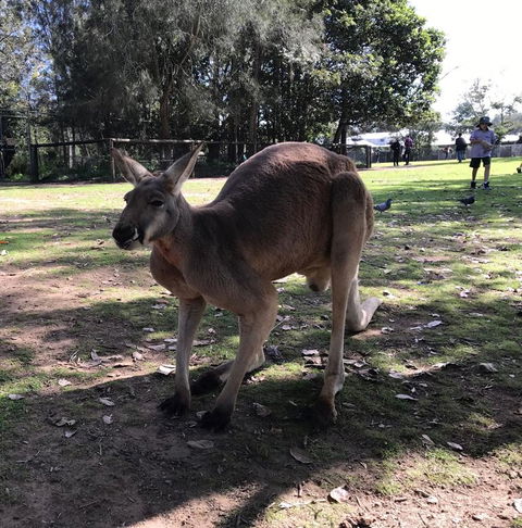Lone Pine Koala Sanctuary Admission With Brisbane River Cruise - E Caravan Parks 15