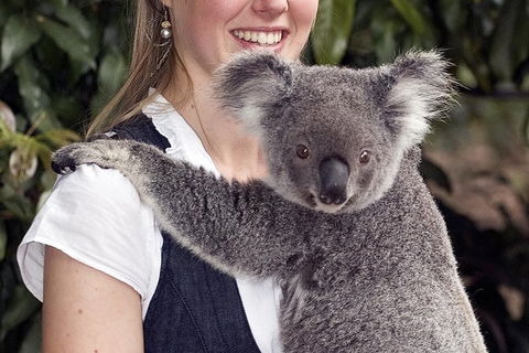 Lone Pine Koala Sanctuary Admission With Brisbane River Cruise - E Caravan Parks 1