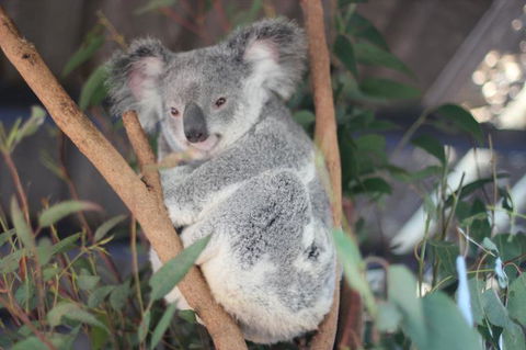 Lone Pine Koala Sanctuary Admission With Brisbane River Cruise - E Caravan Parks 9