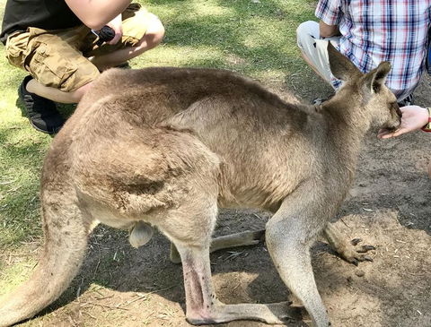 Lone Pine Koala Sanctuary Admission With Brisbane River Cruise - E Caravan Parks 19