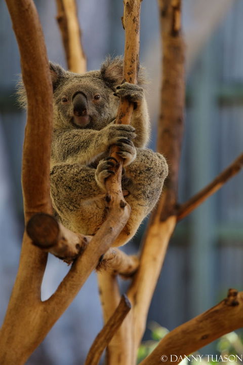 Lone Pine Koala Sanctuary Admission With Brisbane River Cruise - E Caravan Parks 24