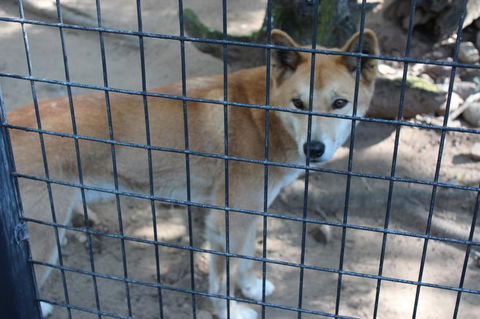 Lone Pine Koala Sanctuary Admission With Brisbane River Cruise - E Caravan Parks 10