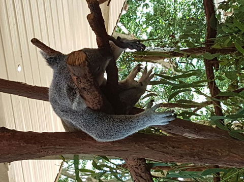 Lone Pine Koala Sanctuary Admission With Brisbane River Cruise - E Caravan Parks 2