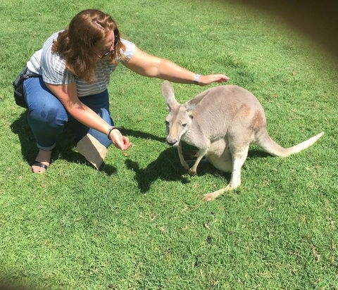 Lone Pine Koala Sanctuary Admission With Brisbane River Cruise - E Caravan Parks 13