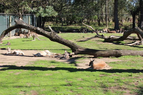 Lone Pine Koala Sanctuary Admission With Brisbane River Cruise - E Caravan Parks 12
