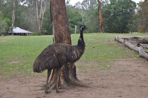 Lone Pine Koala Sanctuary Admission With Brisbane River Cruise - E Caravan Parks 5