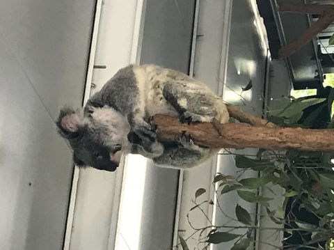 Lone Pine Koala Sanctuary Admission With Brisbane River Cruise - E Caravan Parks 20