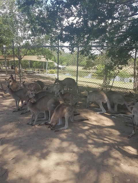 Lone Pine Koala Sanctuary Admission With Brisbane River Cruise - E Caravan Parks 18