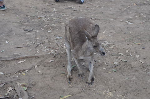 Lone Pine Koala Sanctuary Admission With Brisbane River Cruise - E Caravan Parks 3