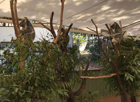 Lone Pine Koala Sanctuary Admission With Brisbane River Cruise - E Caravan Parks 16