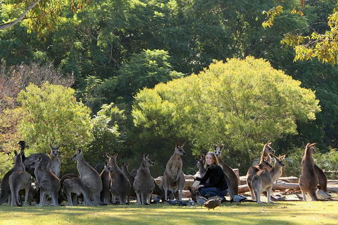 Lone Pine Koala Sanctuary Admission With Brisbane River Cruise - E Caravan Parks 27
