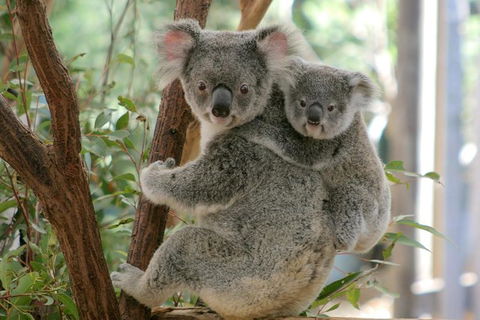 Lone Pine Koala Sanctuary Admission With Brisbane River Cruise - E Caravan Parks 28
