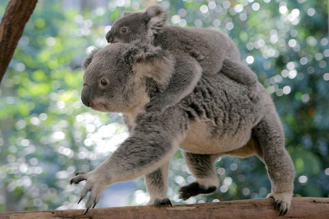 Lone Pine Koala Sanctuary Admission With Brisbane River Cruise - E Caravan Parks 30