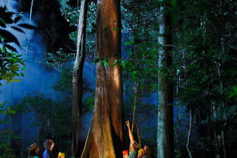 Daintree Rainforest Night Walk From Cape Tribulation - E Caravan Parks 1