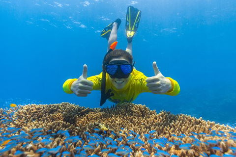 Ocean Safari Great Barrier Reef Experience In Cape Tribulation - E Caravan Parks 5