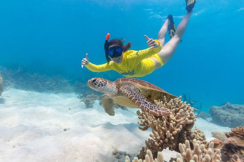 Ocean Safari Great Barrier Reef Experience In Cape Tribulation - E Caravan Parks 13
