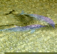 Dolphin Viewing Day Cruise to Tangalooma Island Resort on Moreton Island - E Caravan Parks