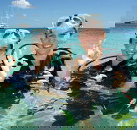 Ocean Spirit Michaelmas Cay Dive and Snorkel Cruise from Palm Cove - E Caravan Parks