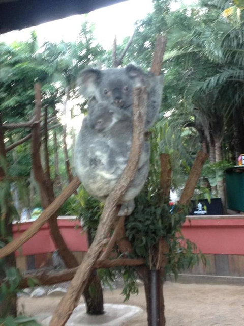 Hartley's Crocodile Adventures Day Trip From Cairns - E Caravan Parks 7