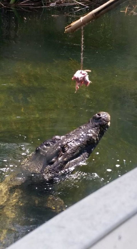 Hartley's Crocodile Adventures Day Trip From Cairns - E Caravan Parks 11