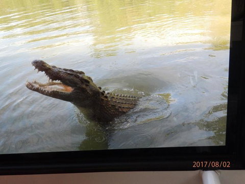 Hartley's Crocodile Adventures Day Trip From Cairns - E Caravan Parks 4