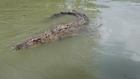 Hartley's Crocodile Adventures Day Trip From Cairns - E Caravan Parks 10