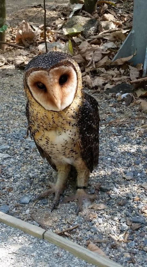 Hartley's Crocodile Adventures Day Trip From Cairns - E Caravan Parks 9