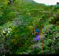 Tamborine Mountain Daily Service Treetop Challenge and Thunderbird Park - E Caravan Parks