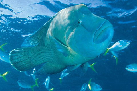 Whitehaven Beach And Hill Inlet Lookout Full-Day Snorkeling Cruise By High-Speed Catamaran - E Caravan Parks 4