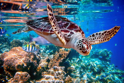 Whitehaven Beach And Hill Inlet Lookout Full-Day Snorkeling Cruise By High-Speed Catamaran - E Caravan Parks 9