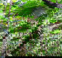 Cape Tribulation Daintree Rainforest and Wildlife Tour - E Caravan Parks