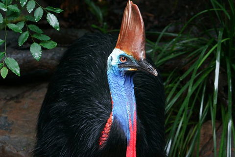 Cape Tribulation, Daintree Rainforest And Wildlife Tour - E Caravan Parks 1
