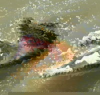 Darwin Jumping Crocodiles Cruise on Adelaide River - E Caravan Parks